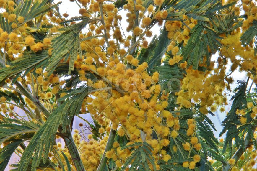 Фон для рабочего стола - россыпь мимозы