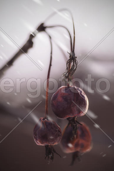 Райские яблочки