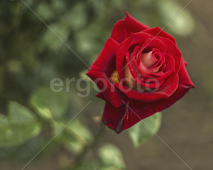 Красный бархат