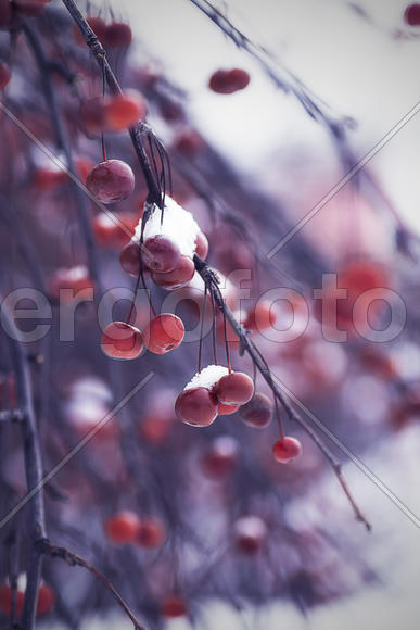 Вишневая ветка