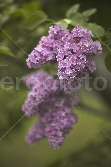 В дыму сирени