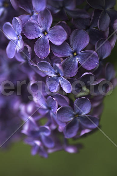 Цветки сирени