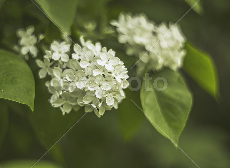 Белая сирень