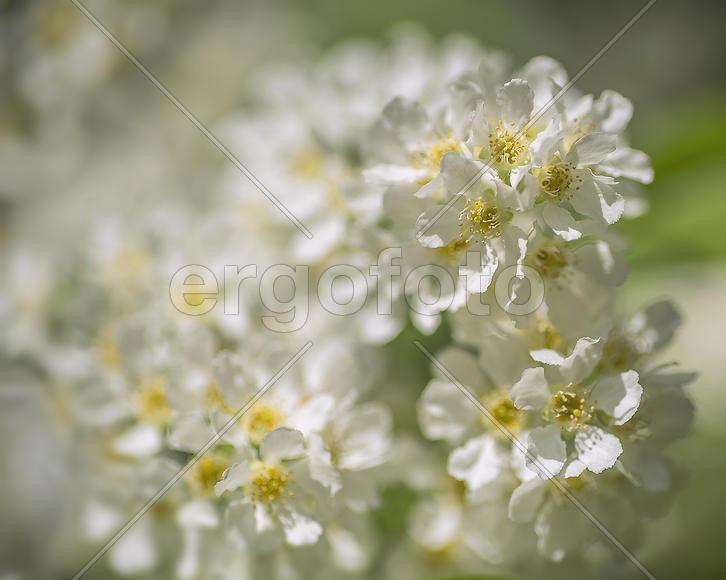 Черемухи цвет