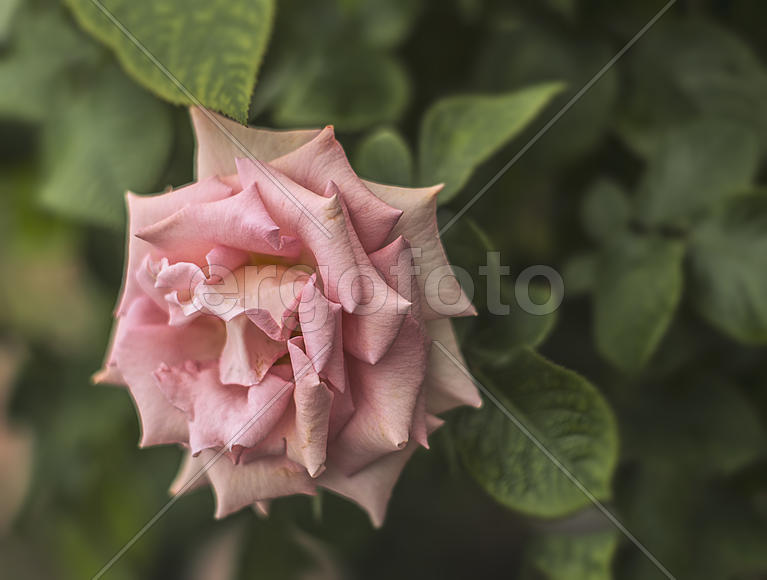 Припудренная...