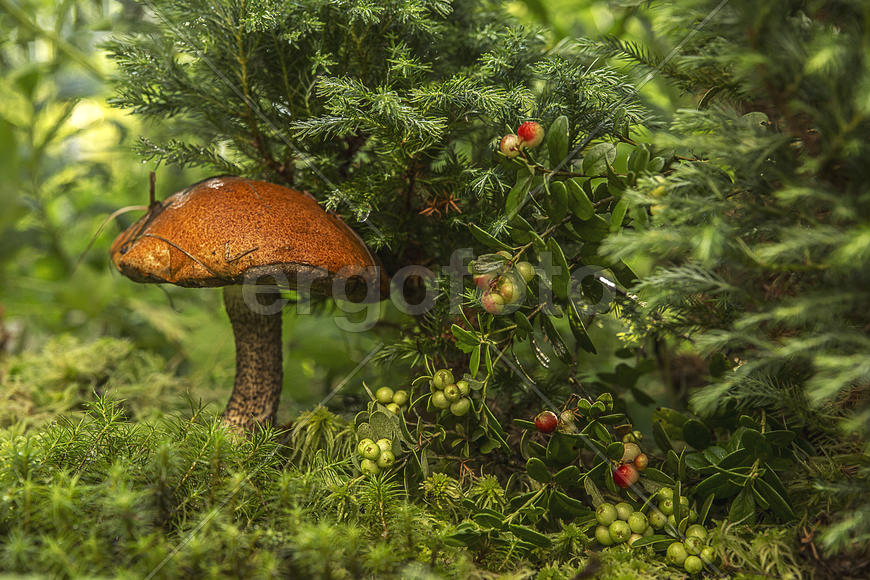 Подосиновик