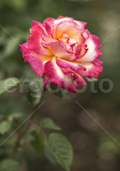 Бело-розовое чудо