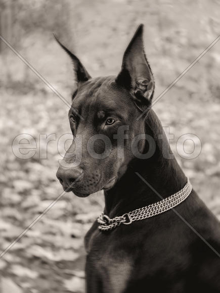 Доберман Браун