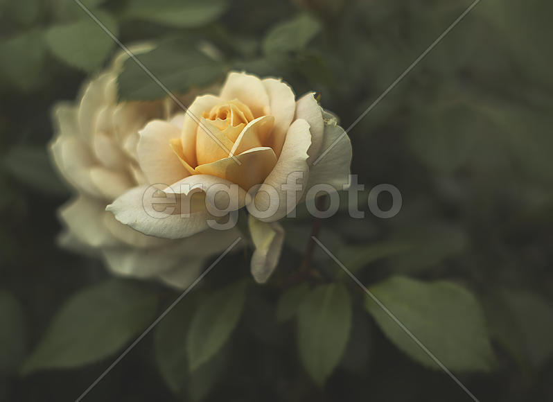 Кремовая роза