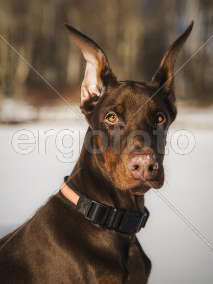 Шоколадный заяц