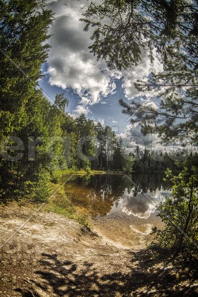 Взгляд из лесной чащи