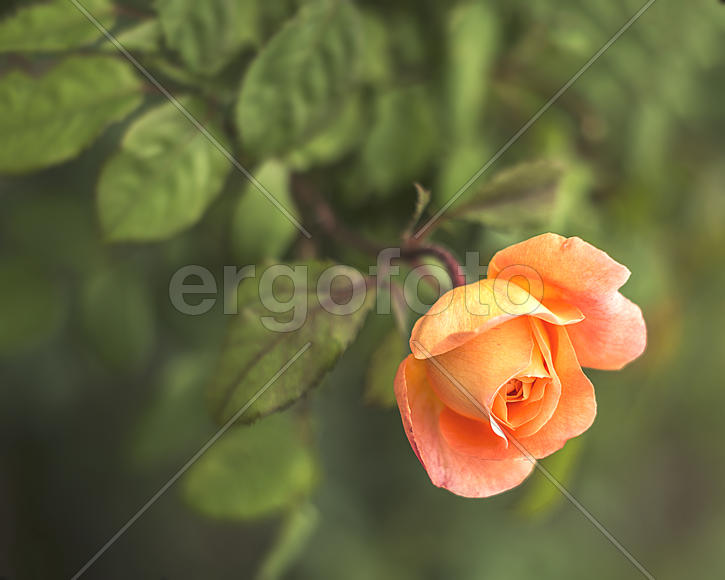 Коралловый бутон