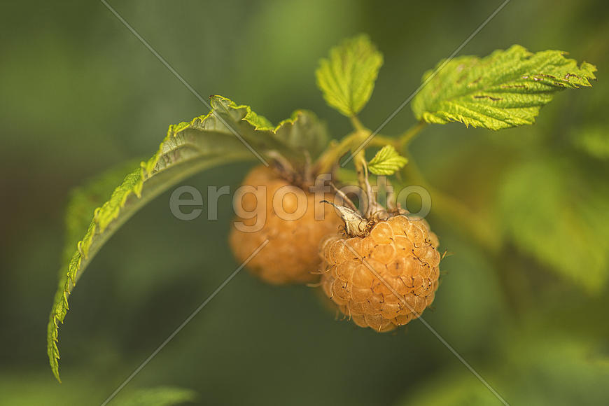 Желтая малина