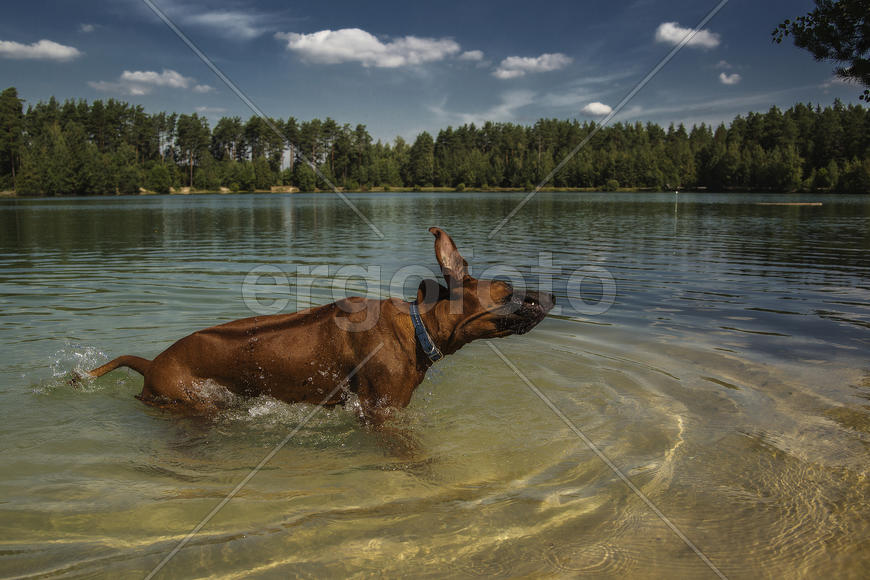 Купание красного коня...