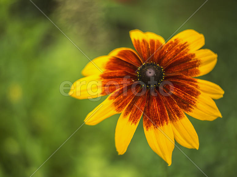 Красно-желтый цветок