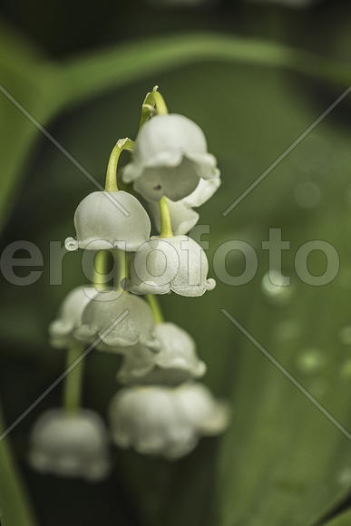 Светлого Мая привет