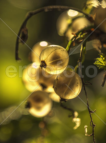 Капли янтаря