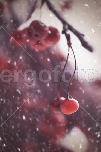 Зимняя вишня