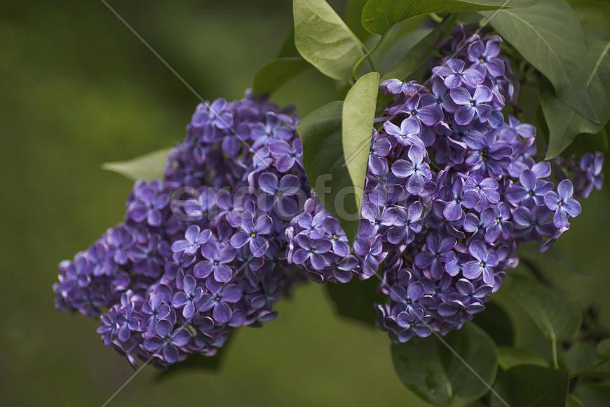 Ветка фиолетовой сирени