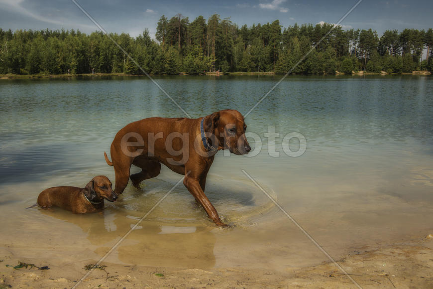 А кому-то по шейку...