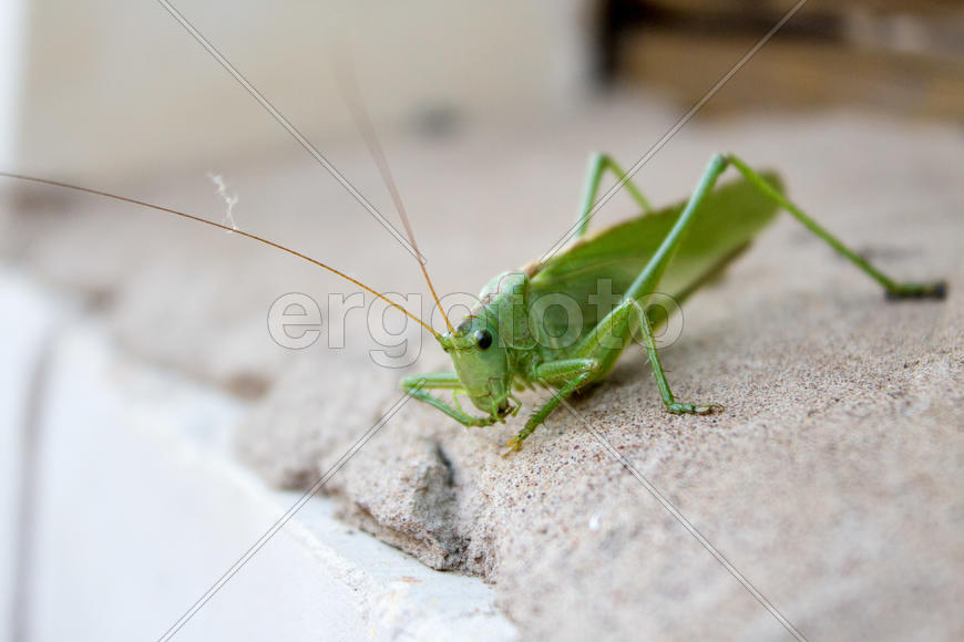 Совсем как огуречик