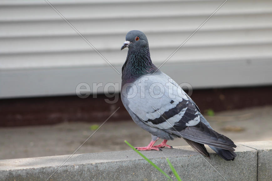 Голубь в полный рост вблизи