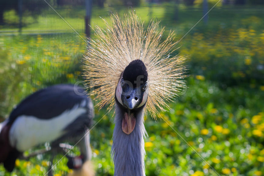 Венценосный журавль