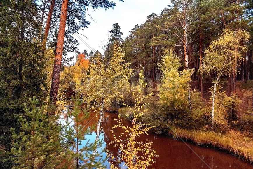 Золото осени