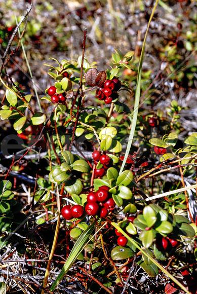 Спелая брусника