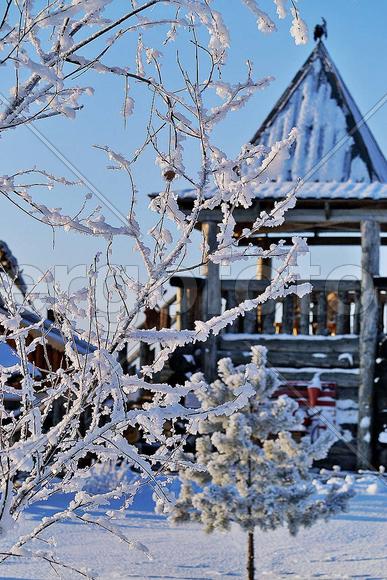 Снег на ветвях