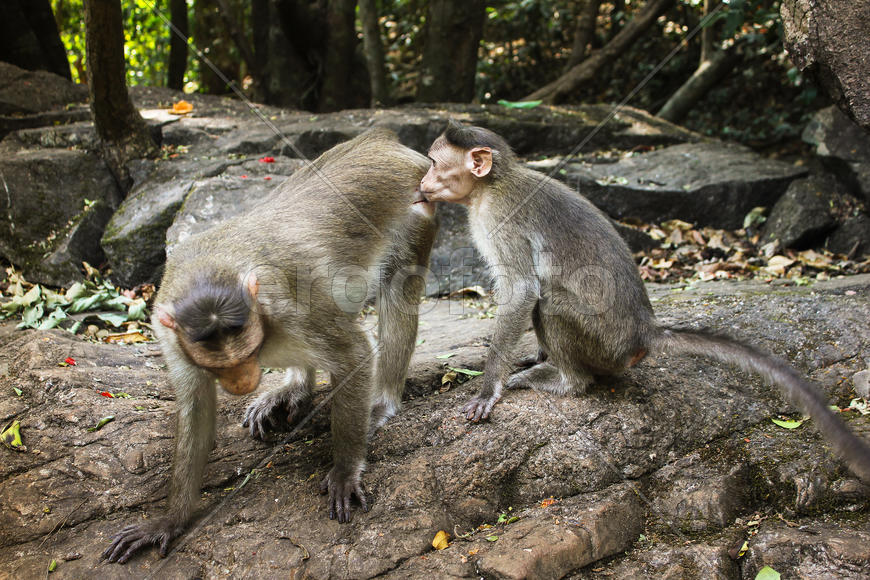 Пара мартышек в природном парке