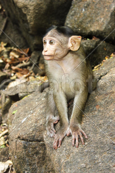 Объезьянка