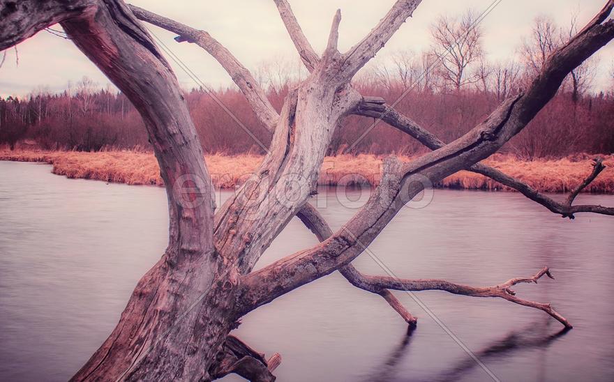 Поваленное дерево над водоемом 