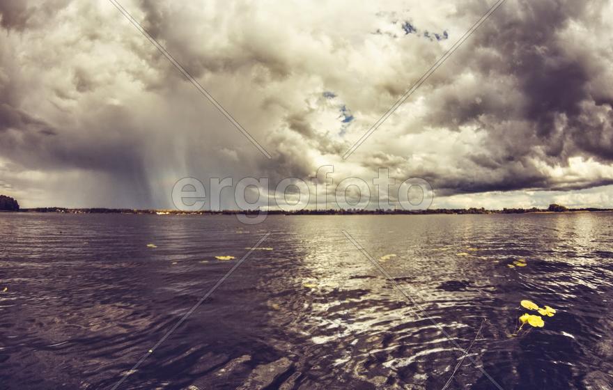 Листья воды на плавающие по водоему 