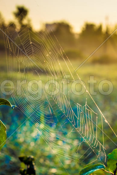 Паутина на фоне яркой природы 
