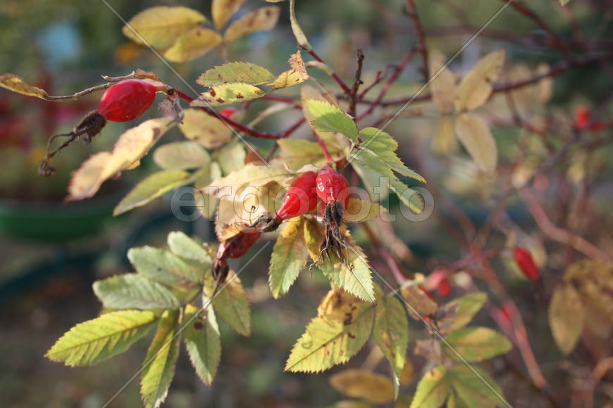 Ягоды шиповника