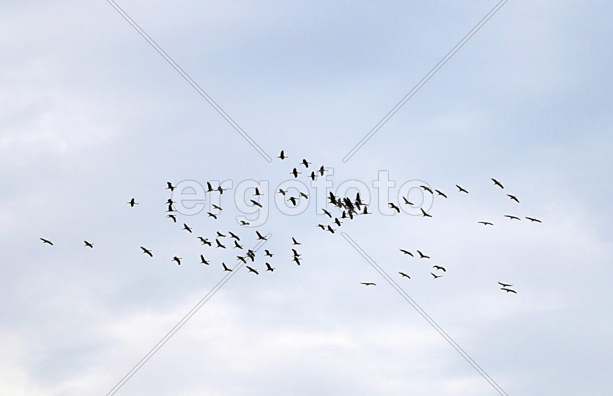 ЖУРАВЛИ СБИЛИСЬ С КУРСА