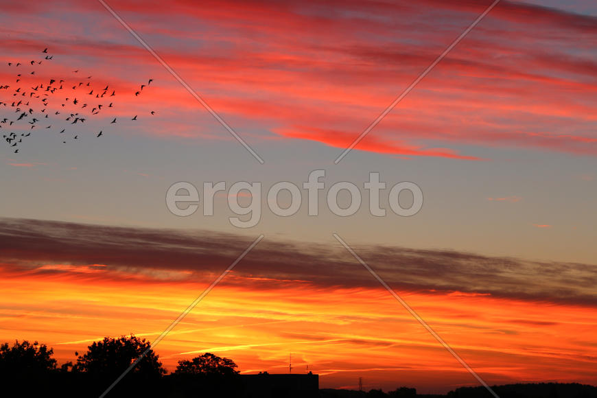 Птицы на фоне заката