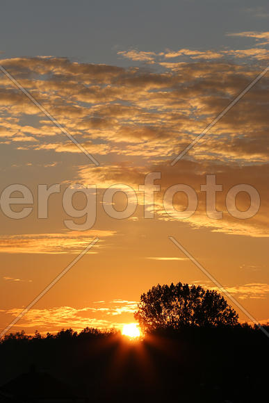 Черные силуэты деревьев на фоне заката 