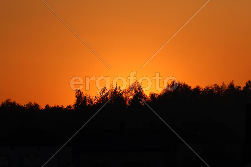 Черные силуэты деревьев на фоне заката 