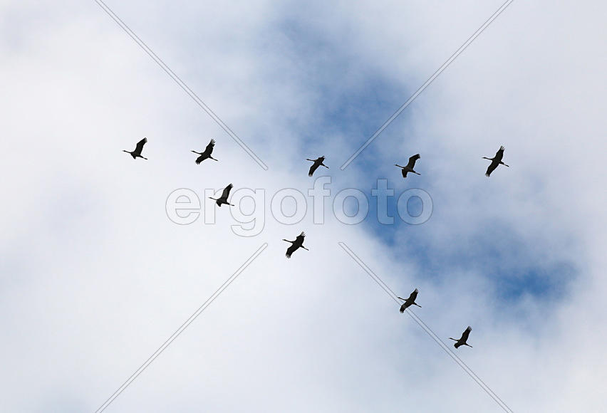 Девять журавлей