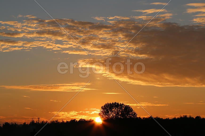 Черные силуэты деревьев на фоне заката 