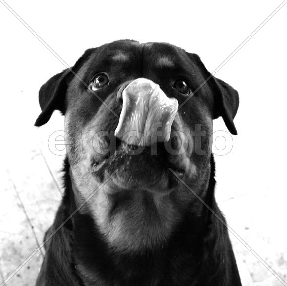 В ожидании вкусняшки