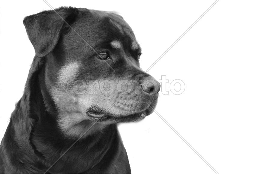 Задумчивая ротвейлерша