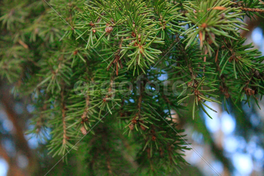 Веточка ели 