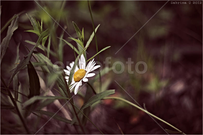 одиночество в лесу
