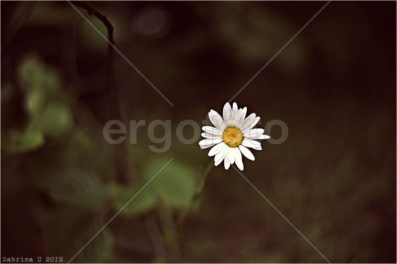 мольба во взгляде