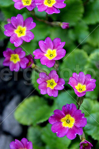 Первоцветы