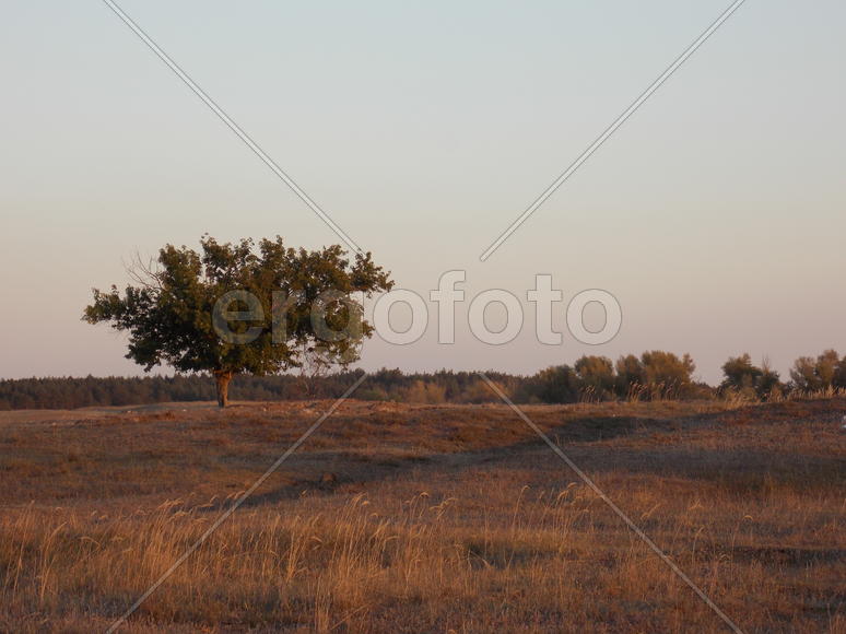 Одинокое дерево в поле 