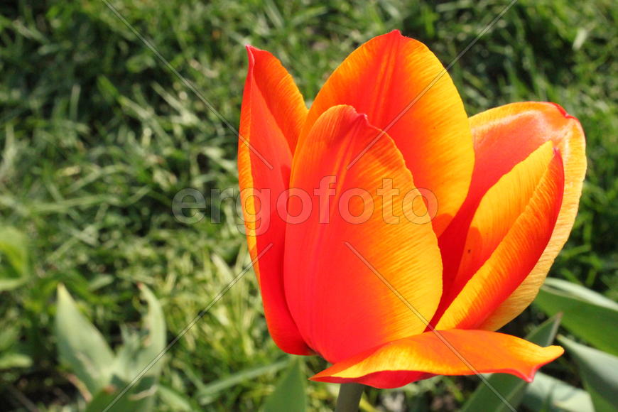 Красно-желтый тюльпан
